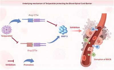 Teriparatide: an innovative and promising strategy for protecting the blood-spinal cord barrier following spinal cord injury